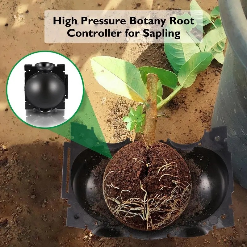 5/30 Piezas Bolas de Enraizami - Plant Growth Regulator reseña y precio