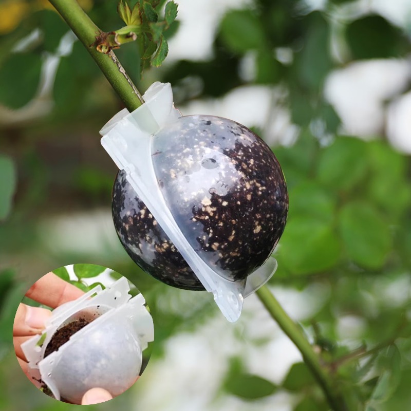 5/30 Piezas Bolas de Enraizami - Plant Growth Regulator reseña y precio