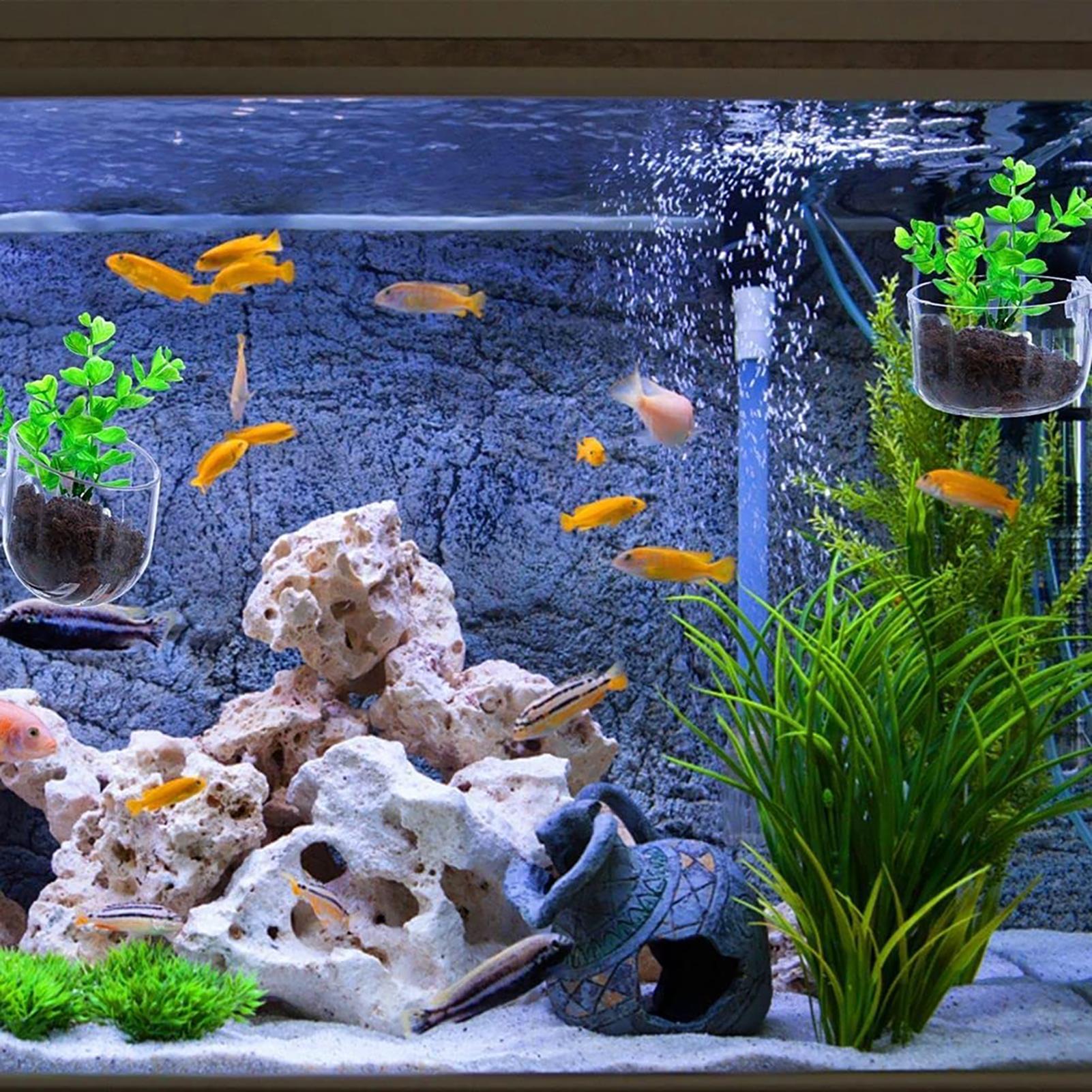Maceta para plantas acuáticas, - Plant Growth Regulator reseña y precio