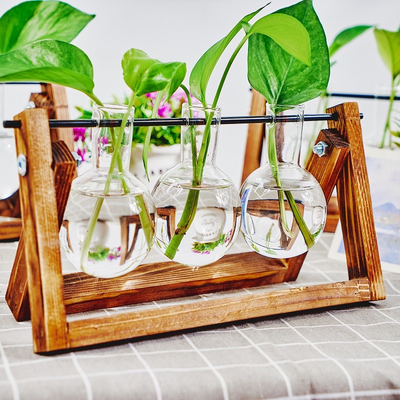 Maceta de vidrio de mesa, esta - Plant Growth Regulator reseña y precio
